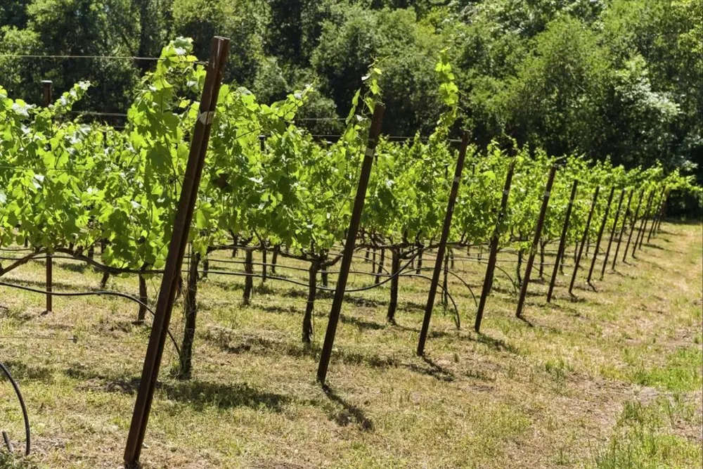 Miller Hill Road Los Gatos, CA 95033