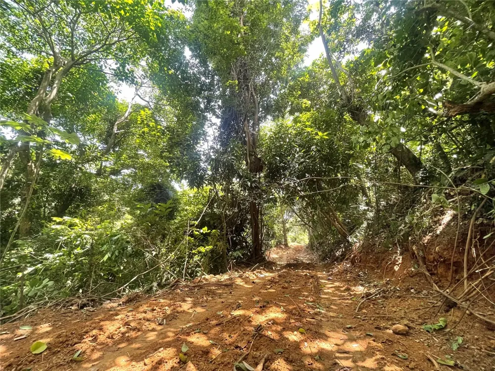 981 Ceiba, PR 00735
