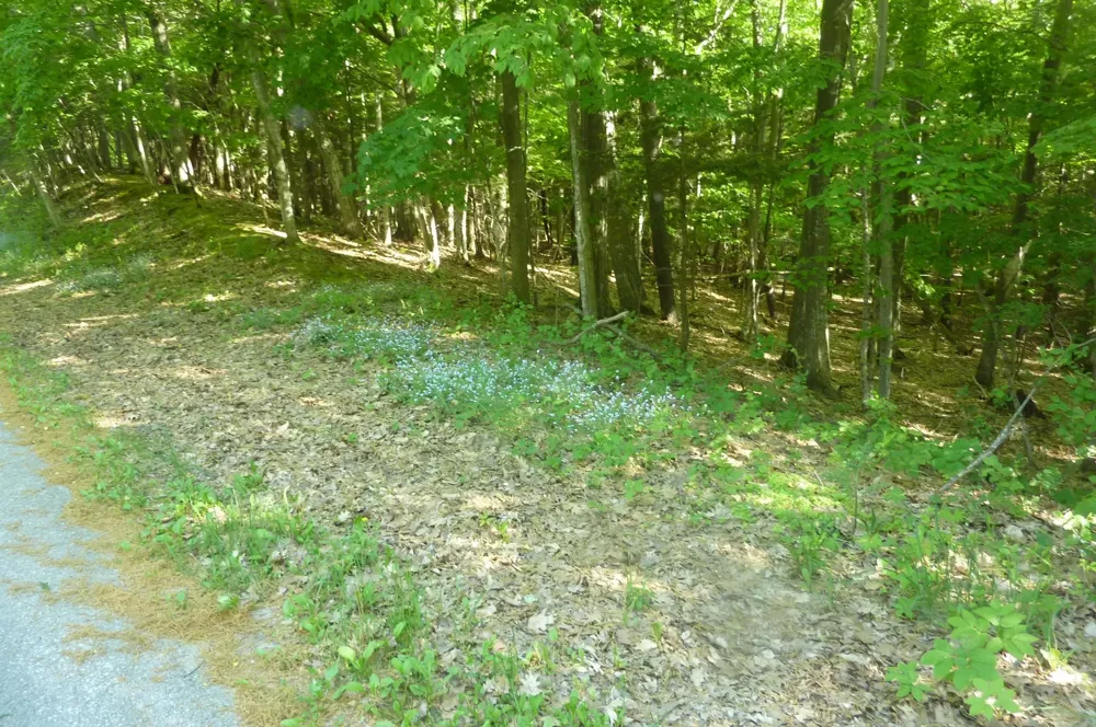 Point Betsie Road Lake Township, MI 49635