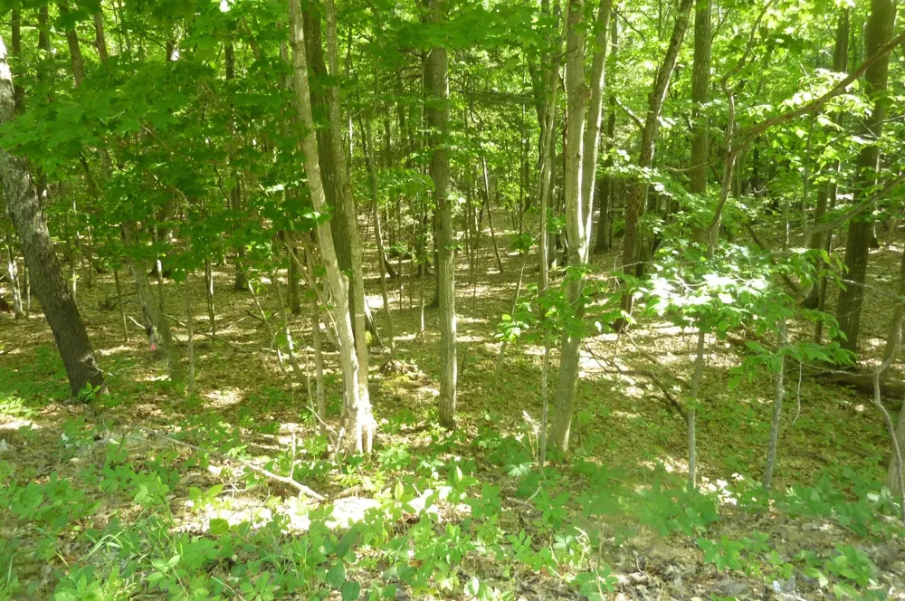 Point Betsie Road Lake Township, MI 49635