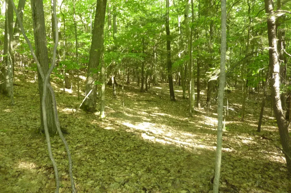 Point Betsie Road Lake Township, MI 49635