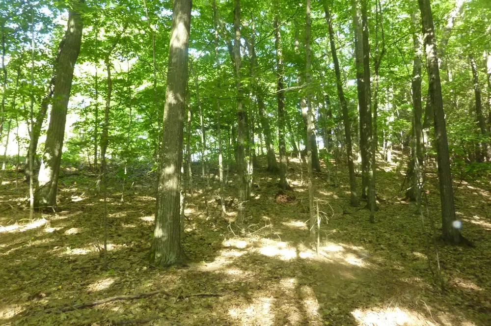 Point Betsie Road Lake Township, MI 49635