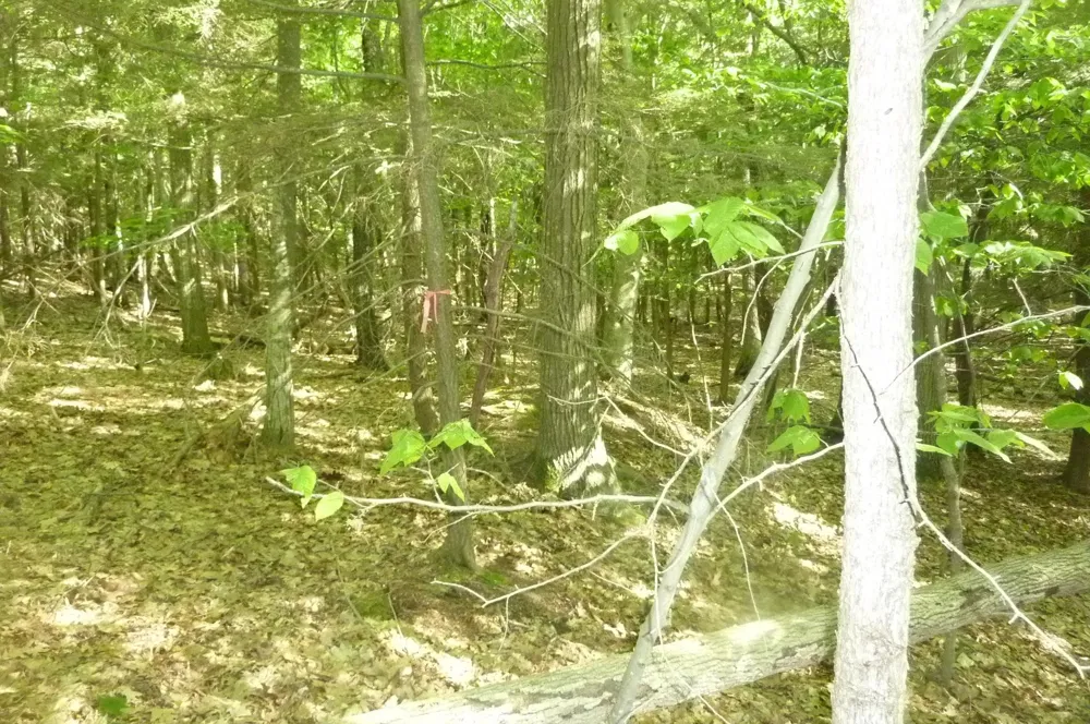 Point Betsie Road Lake Township, MI 49635