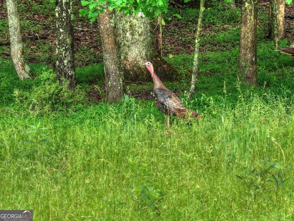 20.11 AC Mountain View RD McCaysville, GA 30555