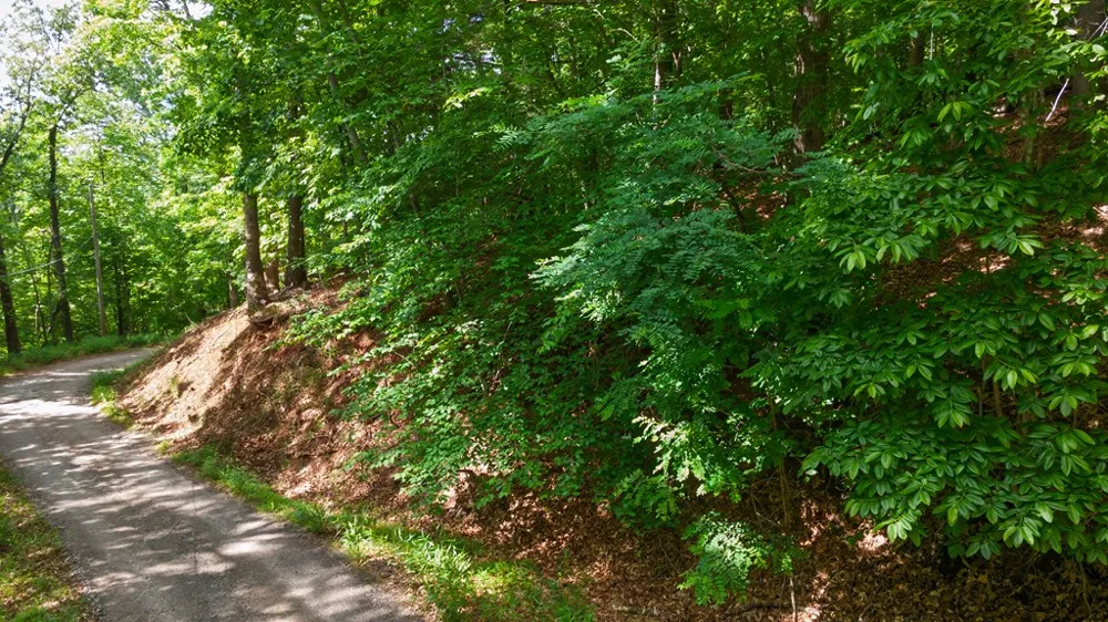 Castleman Road Franklin, NC 28734