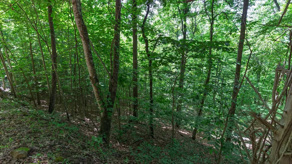 Castleman Road Franklin, NC 28734