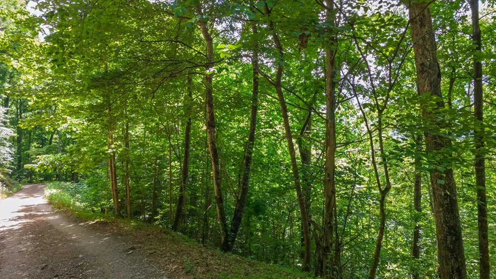 Castleman Road Franklin, NC 28734