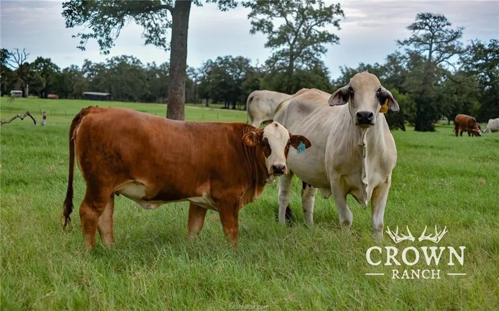 Fm 908 - 1057 Acres Caldwell, TX 77836