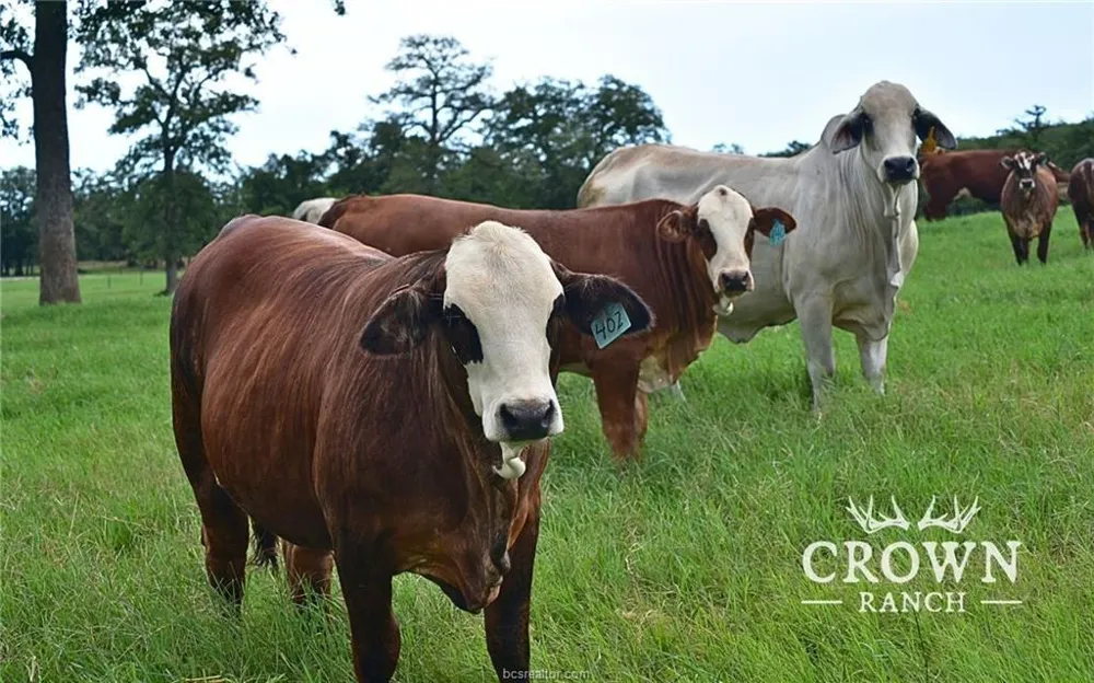Fm 908 - 1057 Acres Caldwell, TX 77836