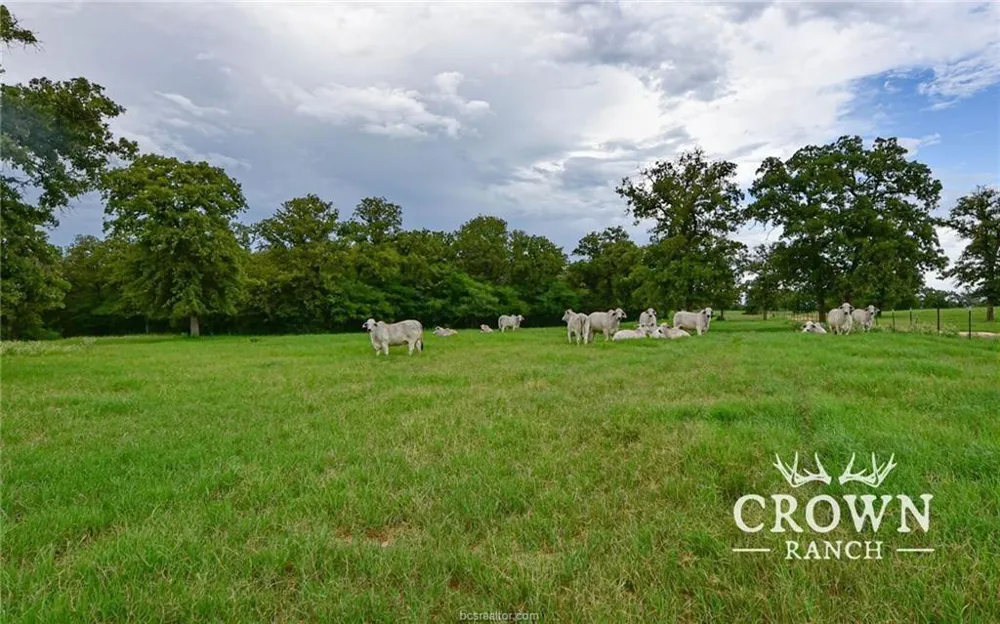 Fm 908 - 1057 Acres Caldwell, TX 77836