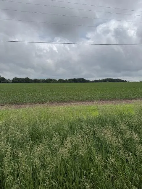 Satterlee Road Greenville, MI 48838