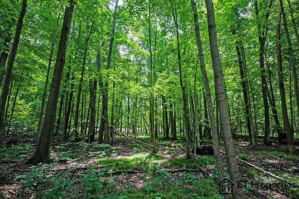 8371 14 Mile Road NE Cedar Springs, MI 49319