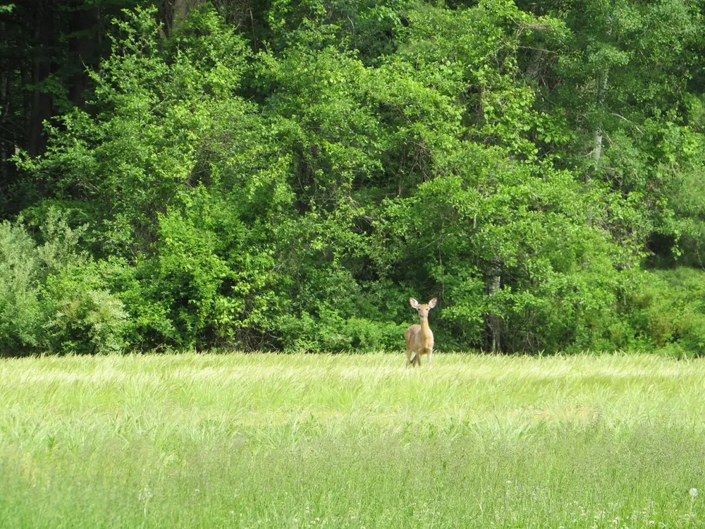 Rescue Road Grant Township, MI 48754
