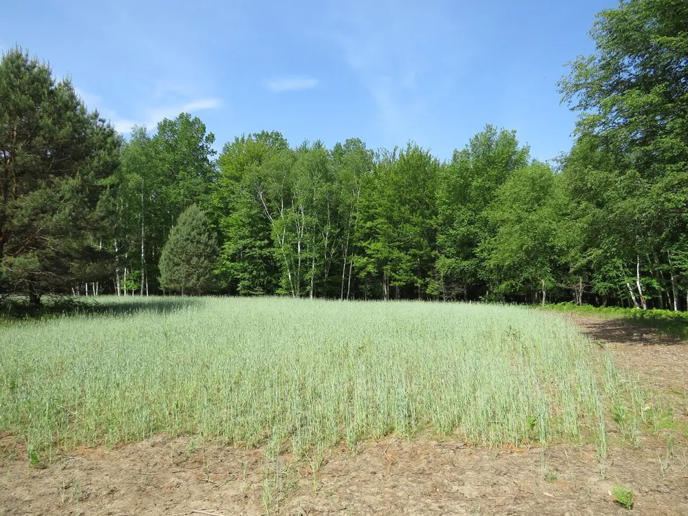 Rescue Road Grant Township, MI 48754