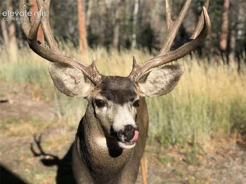 355 Maroon Lake Circle Divide, CO 80814