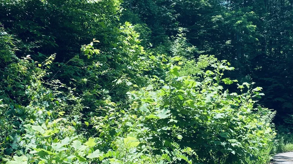 River Road Trace Franklin, NC 27516