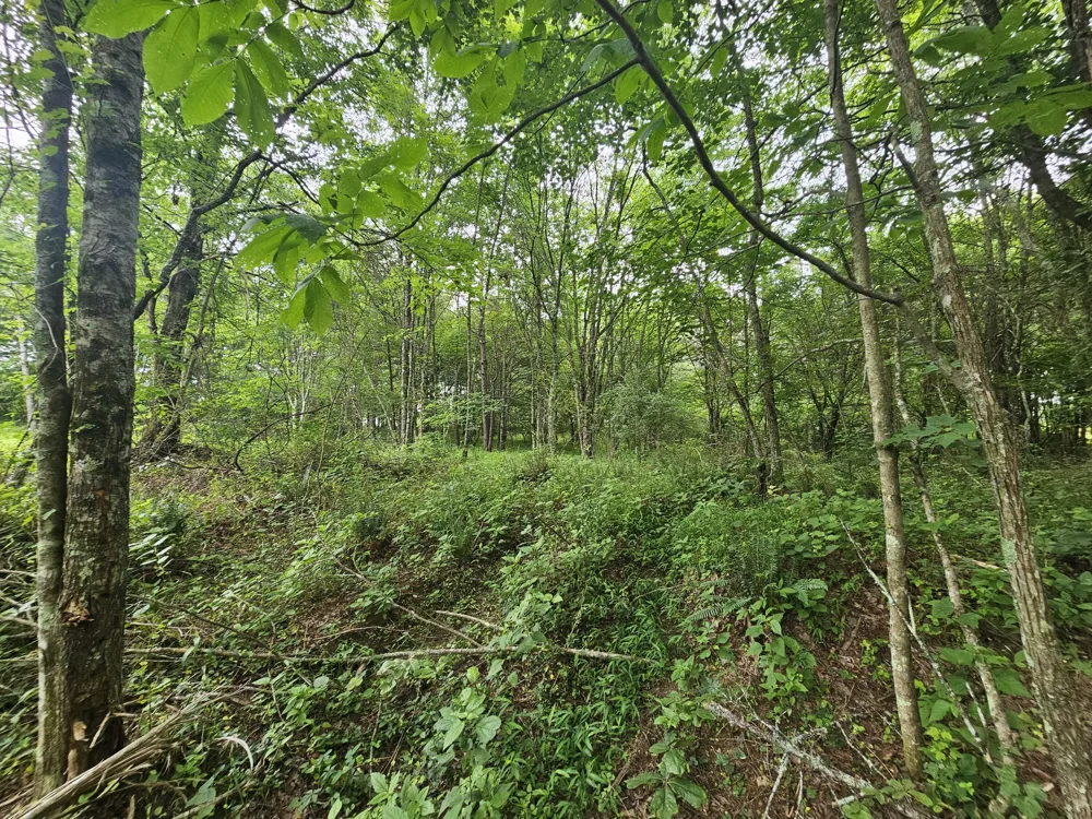229 Windstone Drive Tracy City, TN 37387