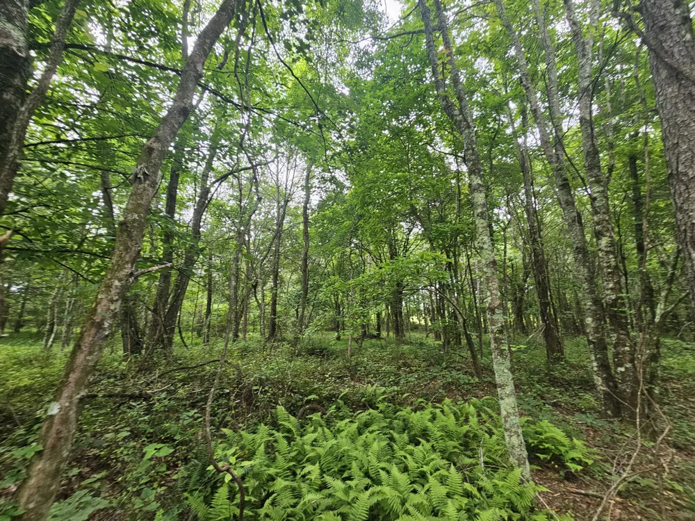 229 Windstone Drive Tracy City, TN 37387