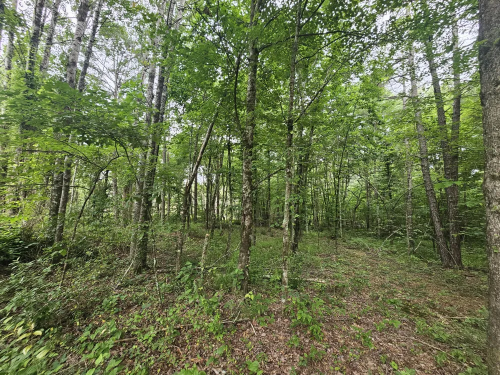229 Windstone Drive Tracy City, TN 37387