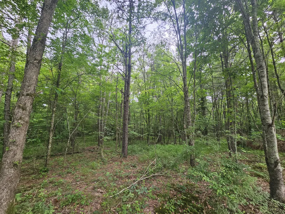 229 Windstone Drive Tracy City, TN 37387