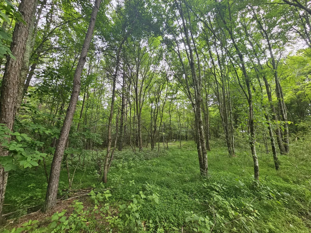 229 Windstone Drive Tracy City, TN 37387
