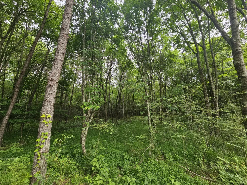 229 Windstone Drive Tracy City, TN 37387