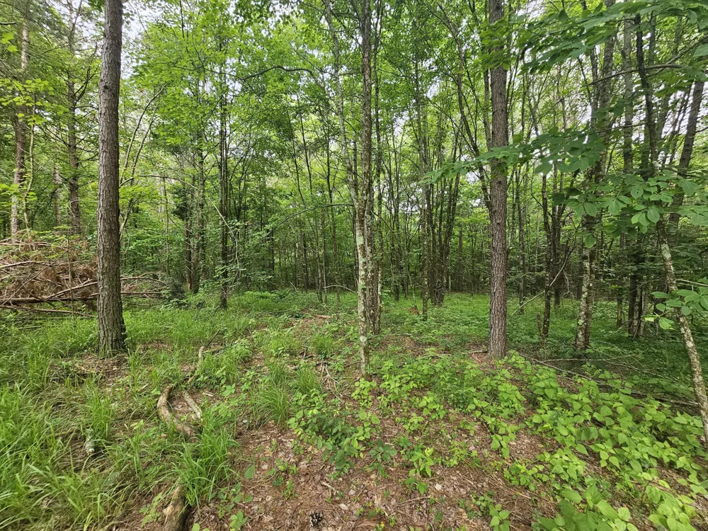 229 Windstone Drive Tracy City, TN 37387