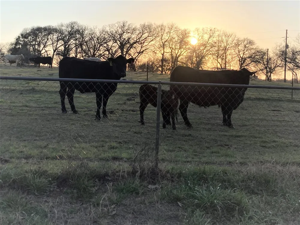 Hcr 1414 Covington, TX 76636