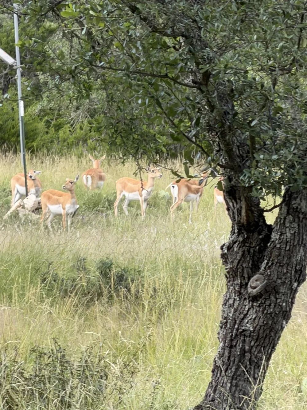 211 Ringtail Road Junction, TX 76849