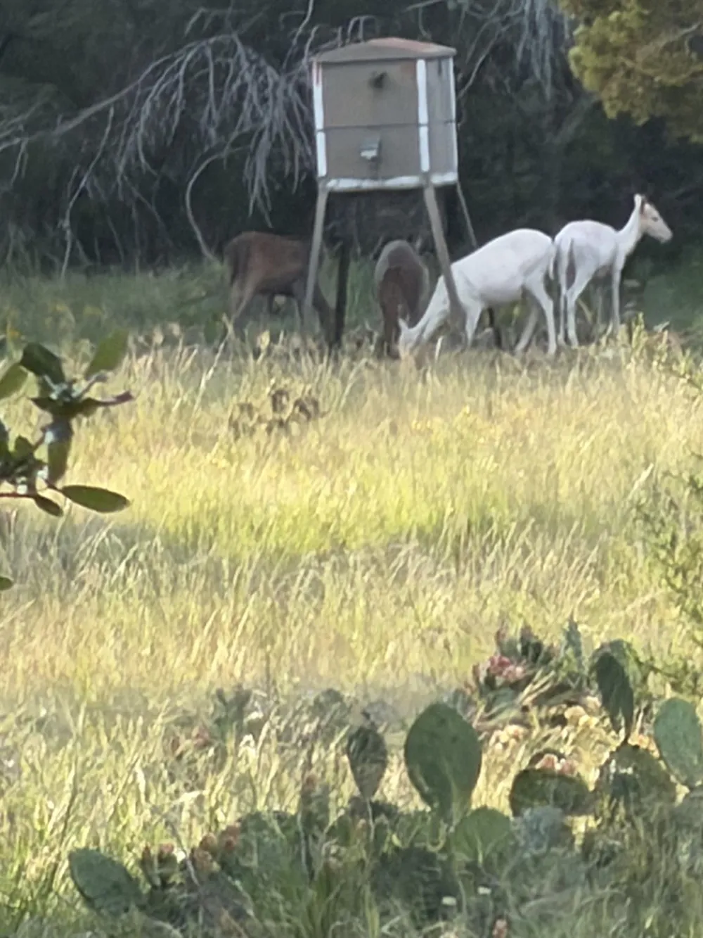 211 Ringtail Road Junction, TX 76849