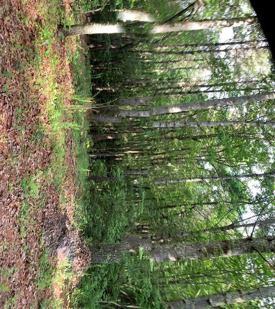 Lot 57 Rainy Farm Road Murphy, NC 28906