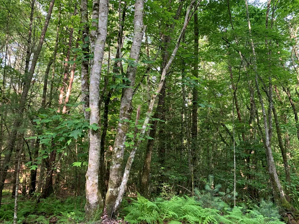 Lot 57 Rainy Farm Road Murphy, NC 28906