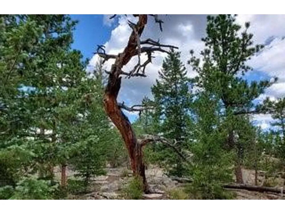 3021 Lake Arapahoe Court Red Feather Lakes, CO 80545