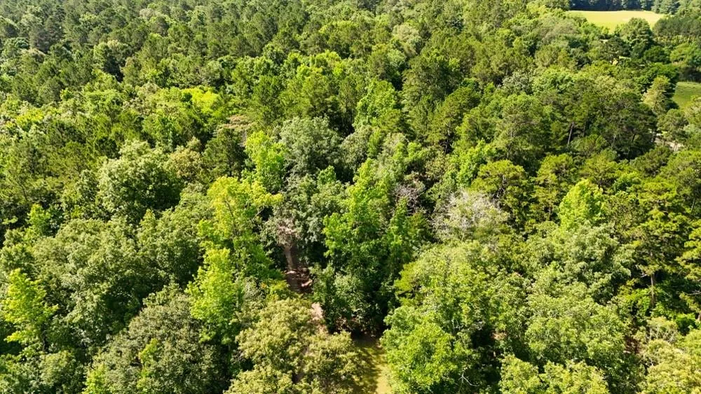 County Road 3145 Colmesneil, TX 75938
