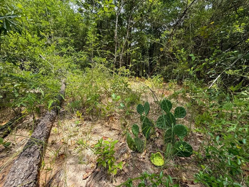 County Road 3145 Colmesneil, TX 75938