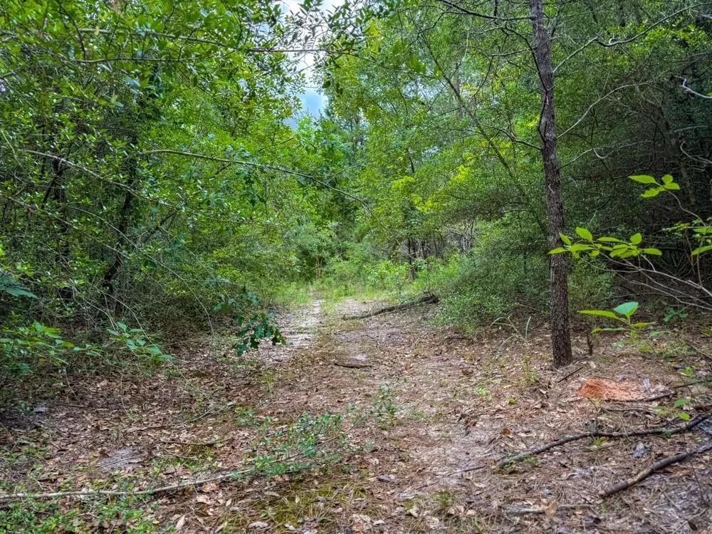 County Road 3145 Colmesneil, TX 75938
