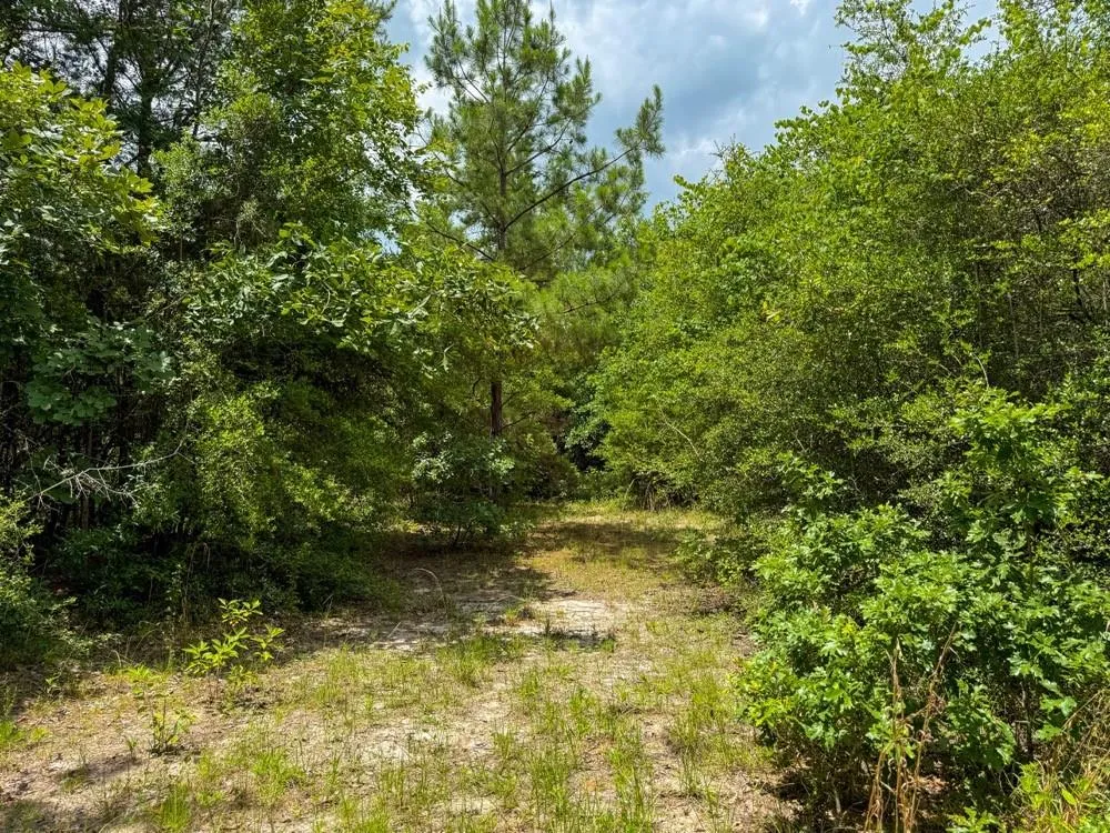 County Road 3145 Colmesneil, TX 75938