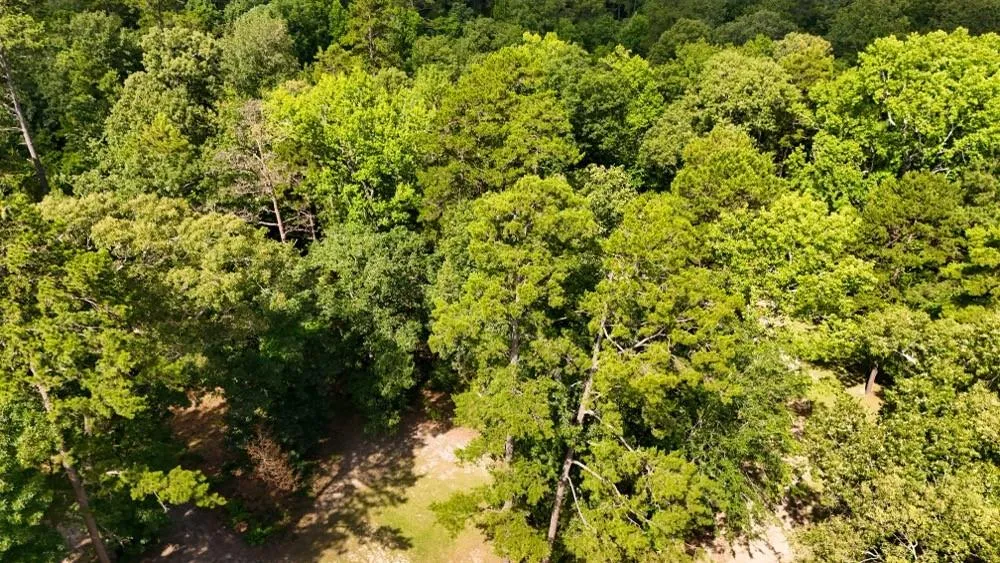 County Road 3145 Colmesneil, TX 75938