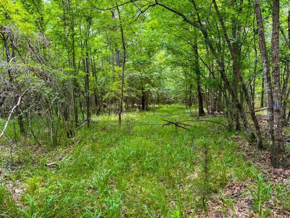 County Road 3145 Colmesneil, TX 75938