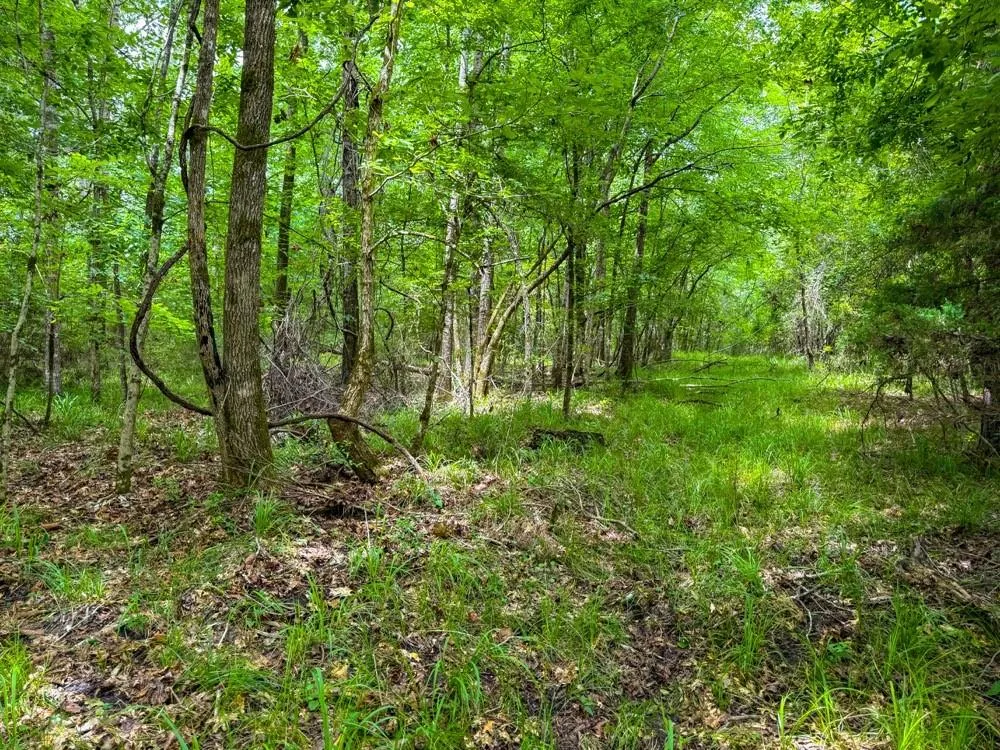 County Road 3145 Colmesneil, TX 75938