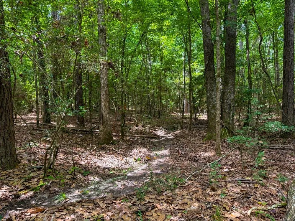 County Road 3145 Colmesneil, TX 75938