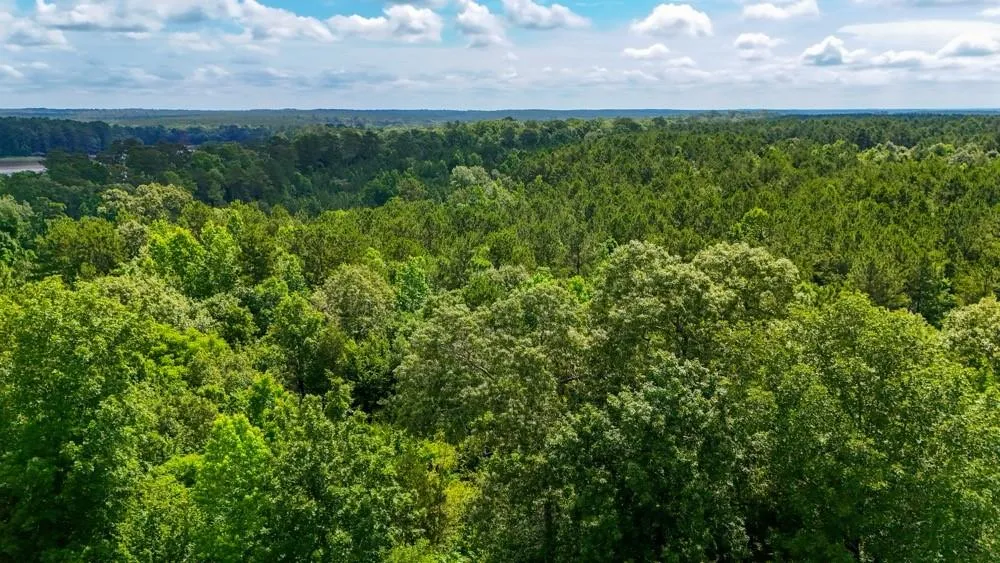 County Road 3145 Colmesneil, TX 75938