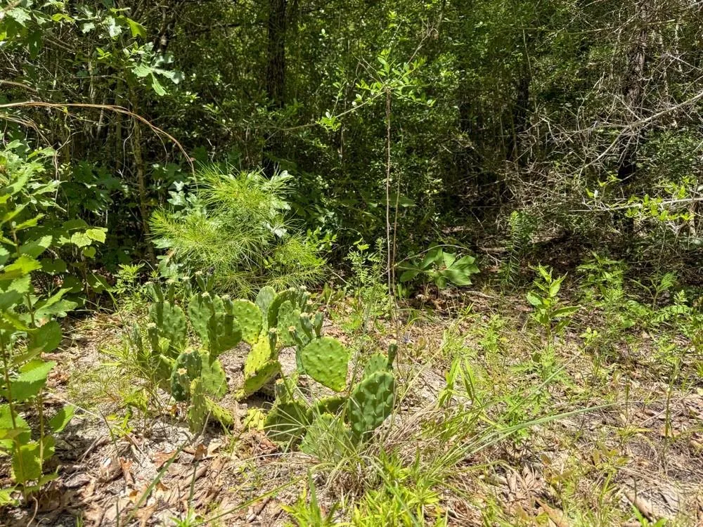 County Road 3145 Colmesneil, TX 75938