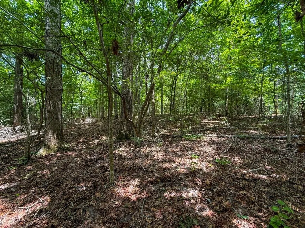 County Road 3145 Colmesneil, TX 75938