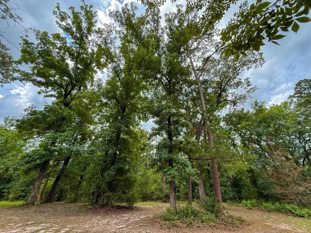 County Road 3145 Colmesneil, TX 75938