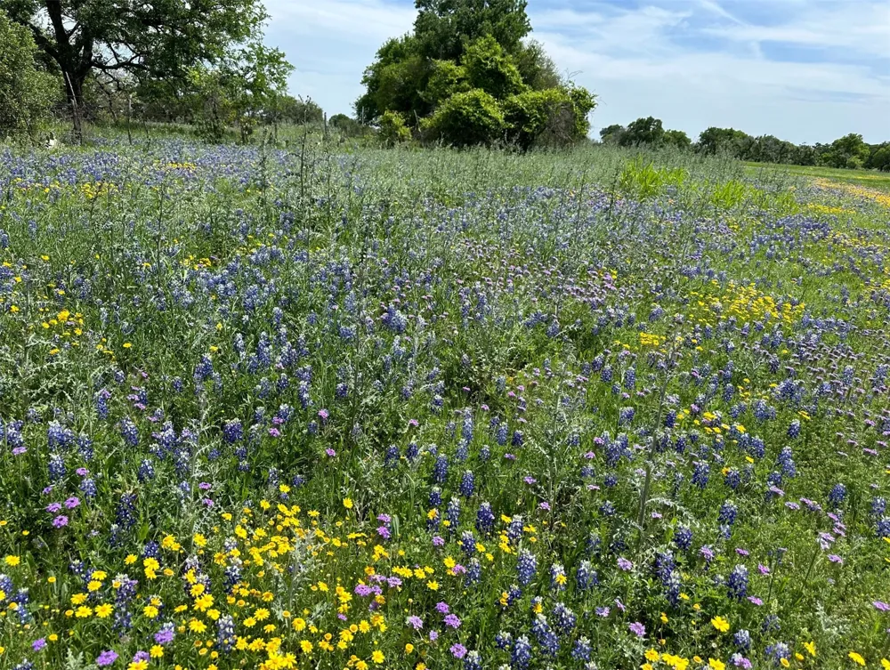 365 Grand Canyon Drive Oglesby, TX 76561