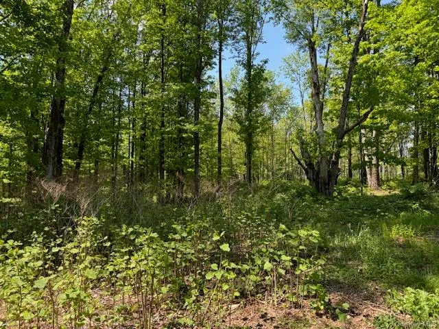 00 Polster Callicoon, NY 12726