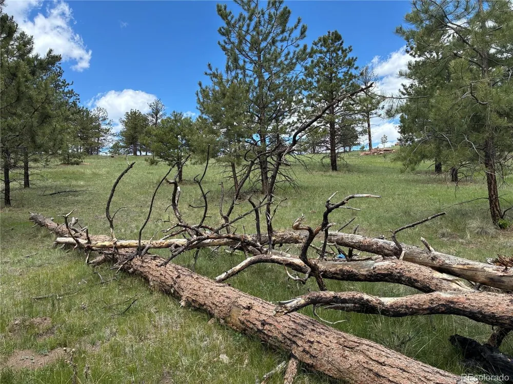 266 Chapparal Trail Florissant, CO 80816