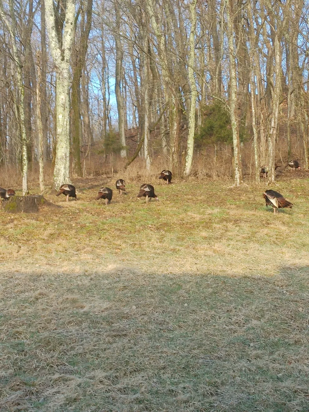2865 Spring Place Rd Belfast, TN 37019