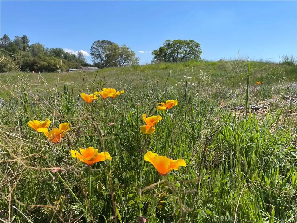 Buggy Whip Dr. Coarsegold, CA 93614